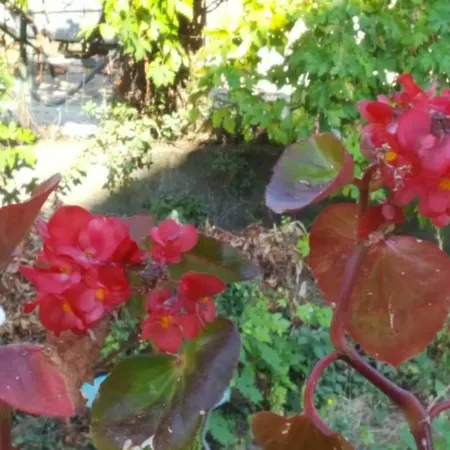 Club In Corsica Porri