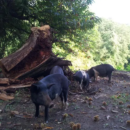 Club In Corsica Bed & Breakfast