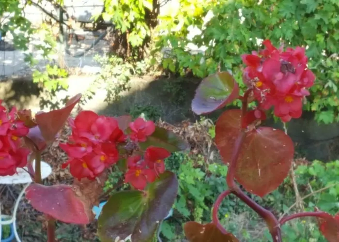 Club In Corsica Porri