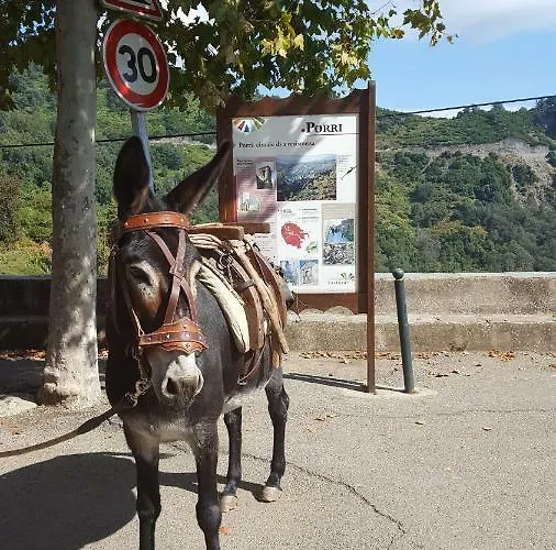 Club In Corsica Porri