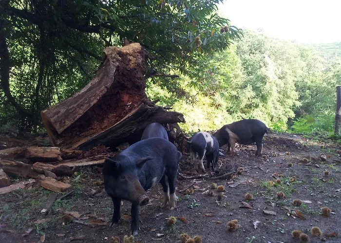 Club In Corsica Panzió